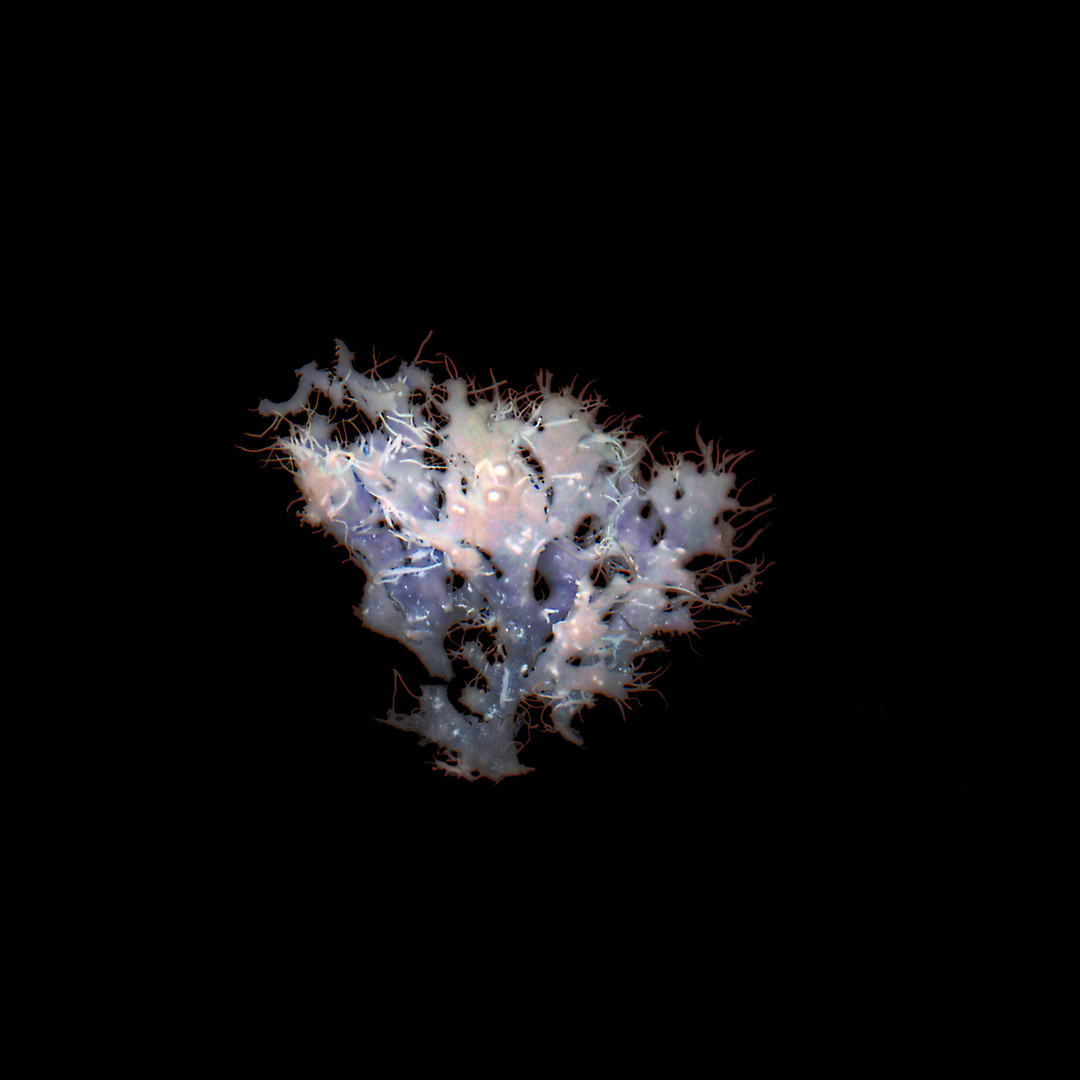 Aurelie-Jouandon Symbiose11-fondperdu