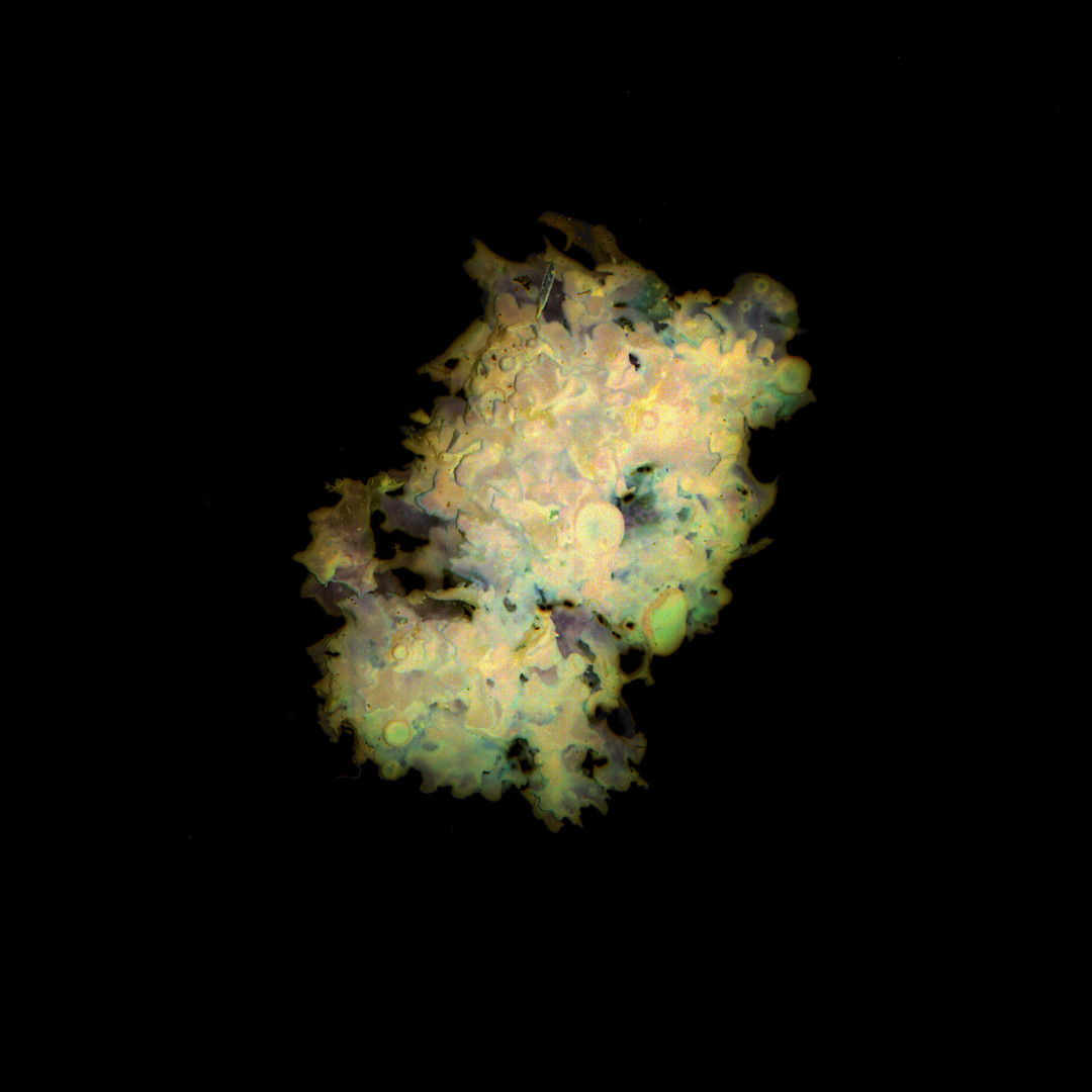 Aurelie-Jouandon Symbiose12-fondperdu