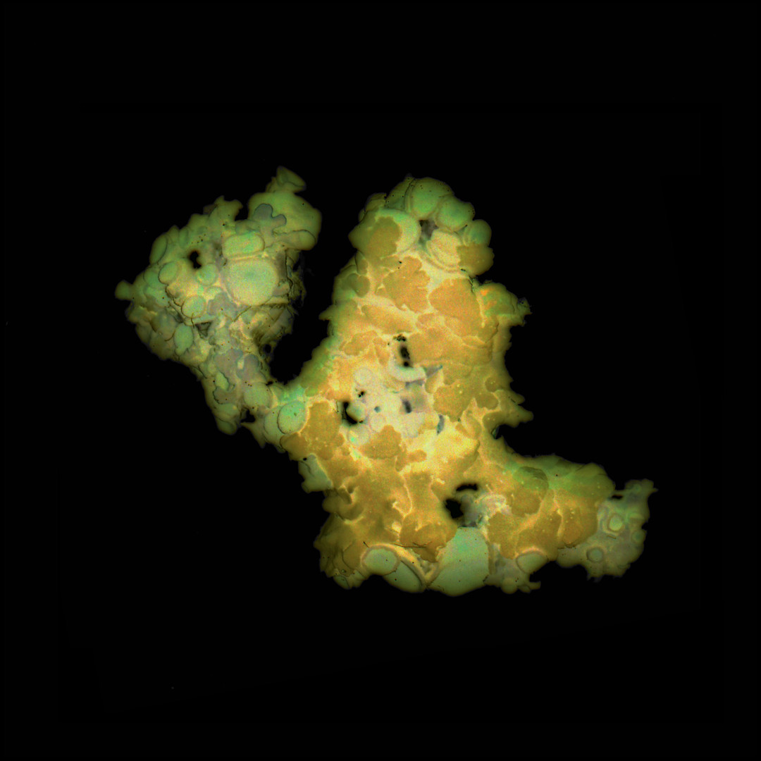 Aurelie-Jouandon Symbiose14-fondperdu