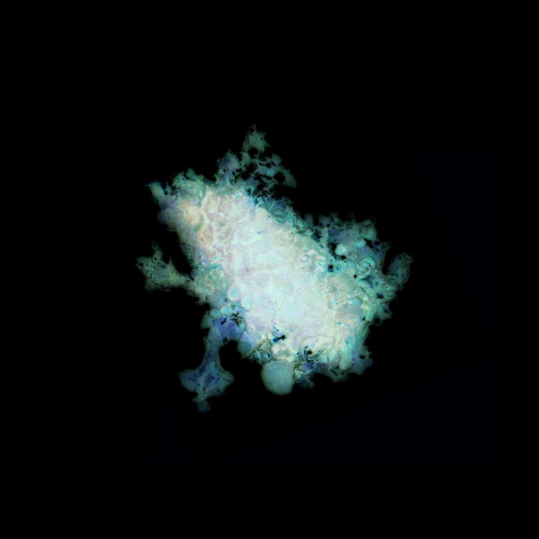 Aurelie-Jouandon Symbiose17-fondperdu