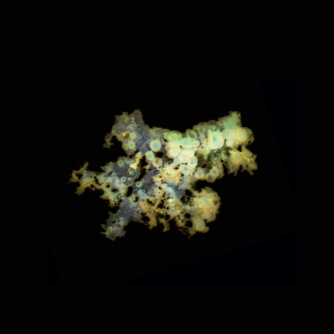 Aurelie-Jouandon Symbiose18-fondperdu