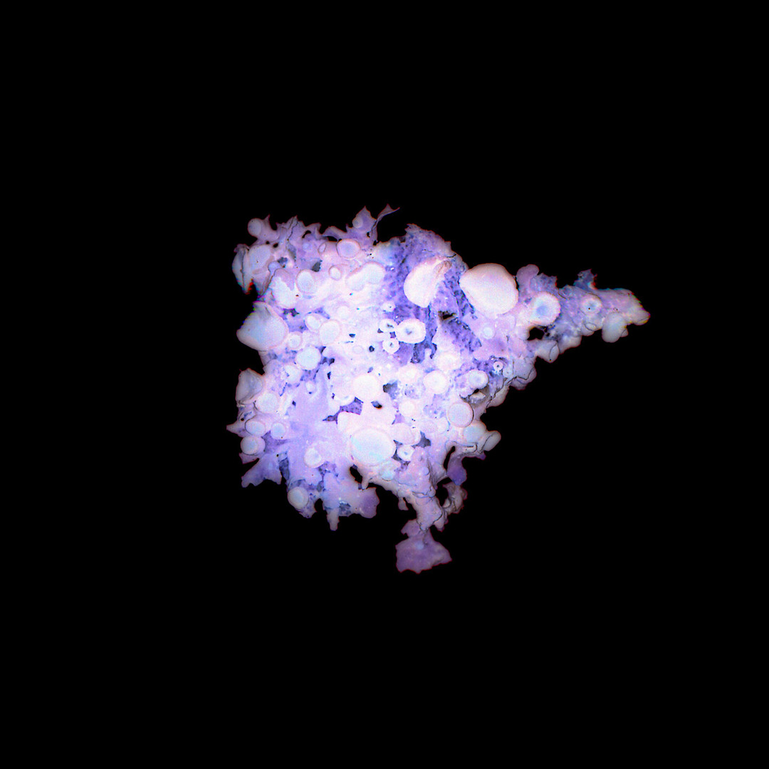 Aurelie-Jouandon Symbiose19-fondperdu