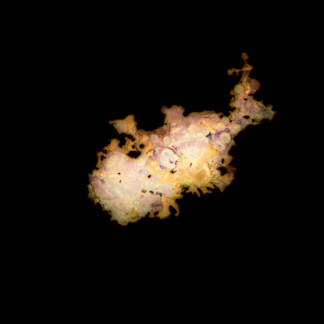 Aurelie-Jouandon Symbiose2-fondperdu