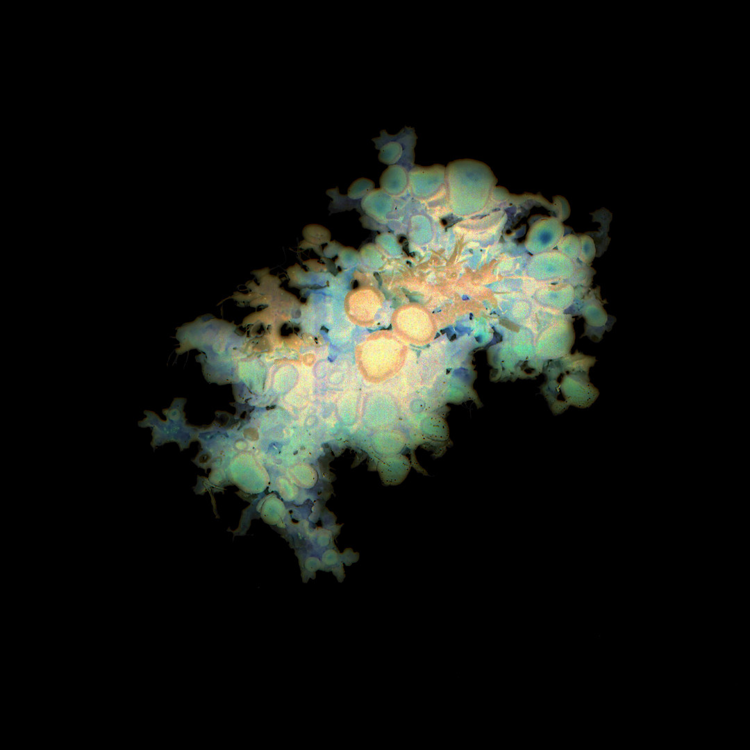 Aurelie-Jouandon Symbiose22-fondperdu