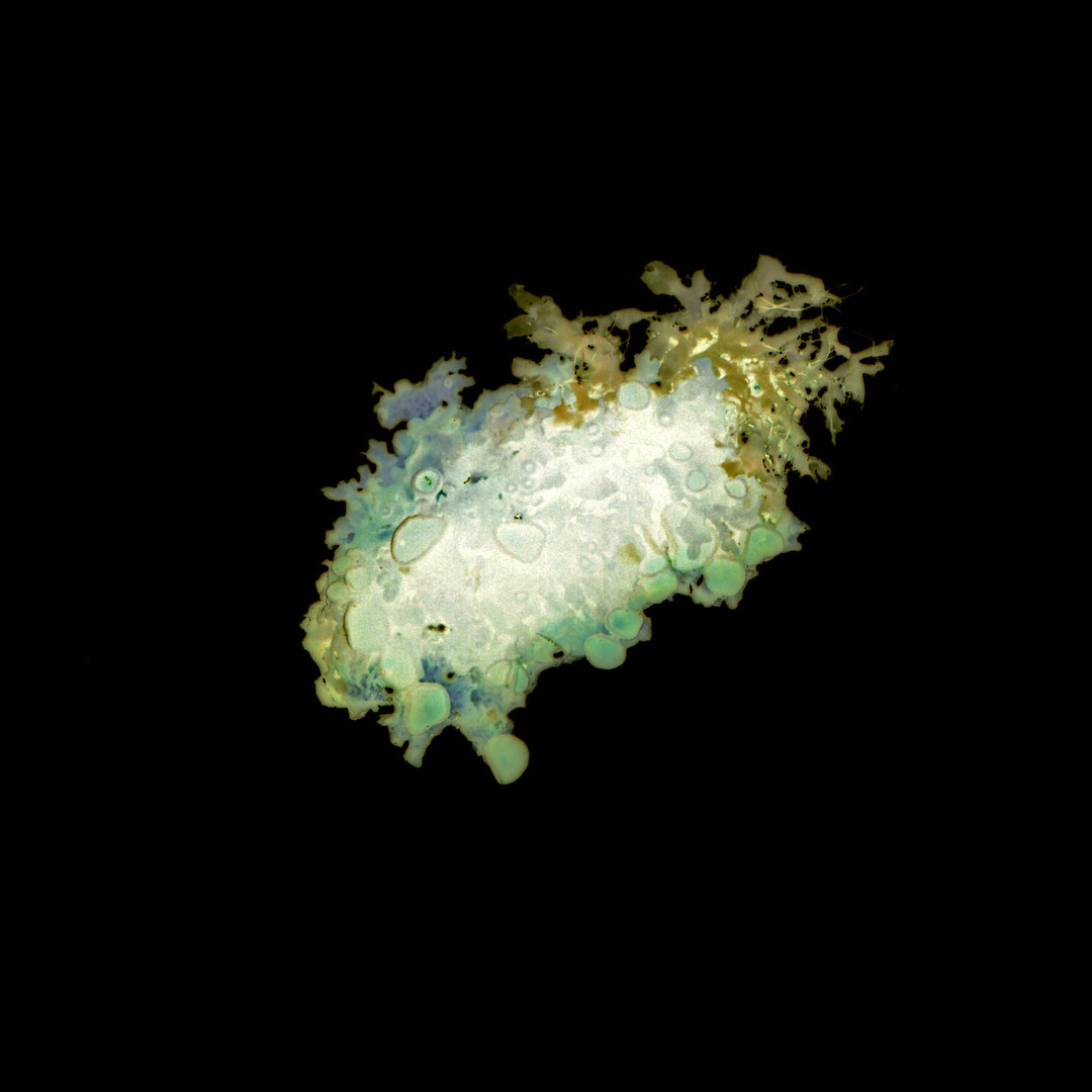 Aurelie-Jouandon Symbiose3-fondperdu