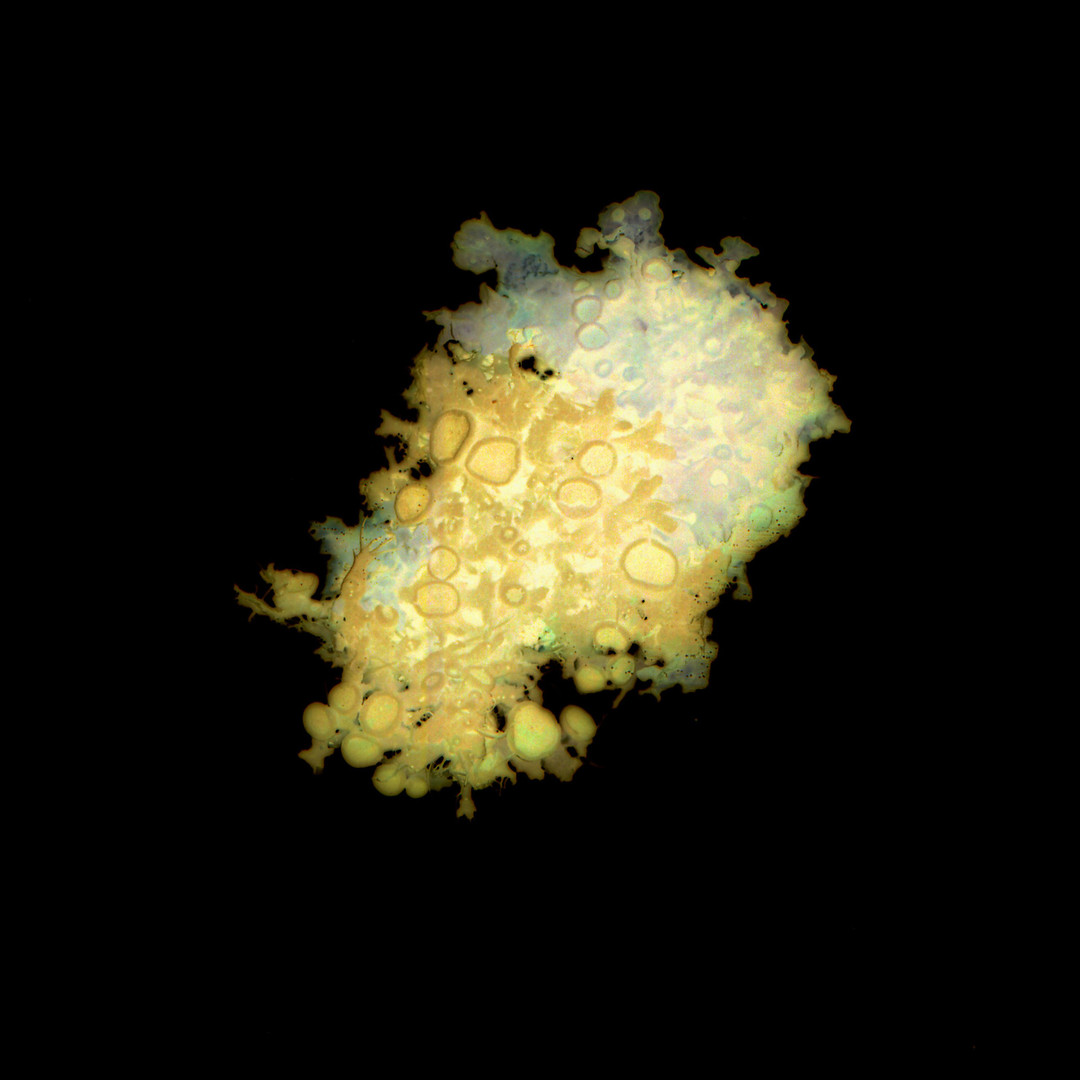 Aurelie-Jouandon Symbiose7-fondperdu